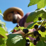 Plukke bær i hagen i Villa Dammen