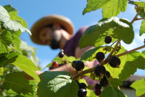 Plukke bær i hagen i Villa Dammen